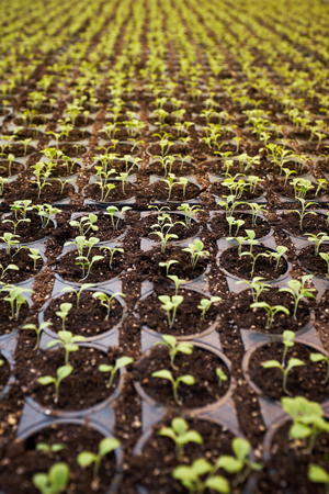 Marijuana seedlings